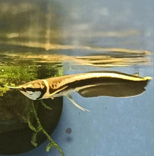Load image into Gallery viewer, Black Arowana (Osteoglossum Ferreirai)