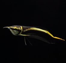 Load image into Gallery viewer, Black Arowana (Osteoglossum Ferreirai)