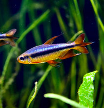 Load image into Gallery viewer, Cherry Red Congo Tetra (Alestopetersius brichardi red / blue)