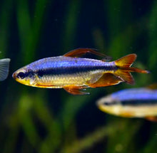 Load image into Gallery viewer, Cherry Red Congo Tetra (Alestopetersius brichardi red / blue)
