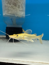 Load image into Gallery viewer, Golden Tiger Shovelnose Redtail Catfish Hybrid