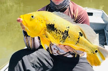 Load image into Gallery viewer, Yellow / Golden Fogo Peacock Bass (Cichla marinae)