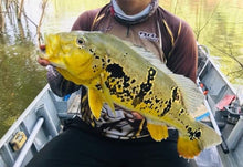 Load image into Gallery viewer, Yellow / Golden Fogo Peacock Bass (Cichla marinae)