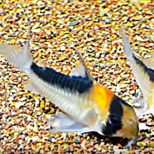 Load image into Gallery viewer, Adolfoi Cory Catfish (Corydoras adolfoi)