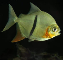 Load image into Gallery viewer, Thin Bar Silver Dollar (Myleus schomburgkii)