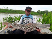 Load image into Gallery viewer, Tigrinum Shovelnose Catfish (Pseudoplatystoma tigrinum)