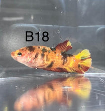 Load image into Gallery viewer, Candy Nemo Galaxy Koi Plakat Betta Fish (Betta splendens)