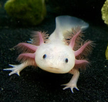 Load image into Gallery viewer, Freckled Leucistic Lucy Axolotl (Ambystoma mexicanum)