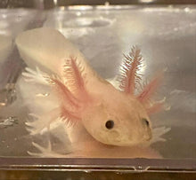 Load image into Gallery viewer, Freckled Leucistic Lucy Axolotl (Ambystoma mexicanum)