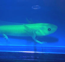 Load image into Gallery viewer, Leucistic GFP Lucy Axolotl (Ambystoma mexicanum)