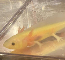 Load image into Gallery viewer, Leucistic GFP Lucy Axolotl (Ambystoma mexicanum)