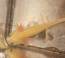 Load image into Gallery viewer, Leucistic GFP Lucy Axolotl (Ambystoma mexicanum)