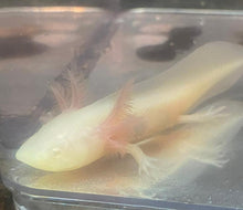 Load image into Gallery viewer, Albino Axolotl (Ambystoma mexicanum)