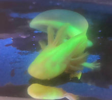 Load image into Gallery viewer, Albino GFP Axolotl (Ambystoma mexicanum)
