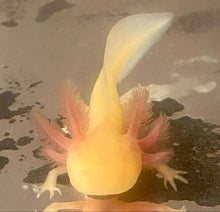 Load image into Gallery viewer, Albino GFP Axolotl (Ambystoma mexicanum)
