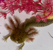 Load image into Gallery viewer, Wild Axolotl (Ambystoma mexicanum)