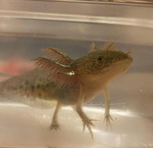 Load image into Gallery viewer, Wild Axolotl (Ambystoma mexicanum)