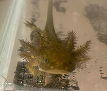 Load image into Gallery viewer, Wild GFP Glow in the Dark Axolotl (Ambystoma mexicanum)
