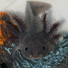Load image into Gallery viewer, Black Melanoid Axolotl (Ambystoma mexicanum)
