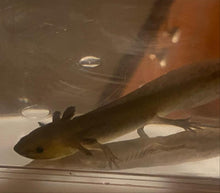 Load image into Gallery viewer, Melanistic GFP Axolotl (Ambystoma mexicanum)