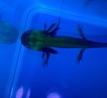 Load image into Gallery viewer, Melanistic GFP Axolotl (Ambystoma mexicanum)
