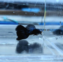 Load image into Gallery viewer, Blue Moscow Guppy (Poecilia reticulata)