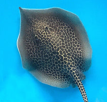 Load image into Gallery viewer, Marble Whiptail Stingray (Fluvitrygon oxyrhynchus)