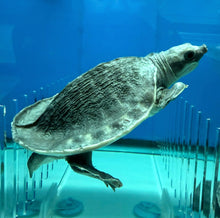Load image into Gallery viewer, Fly River Turtle (Carettochelys insculpta)
