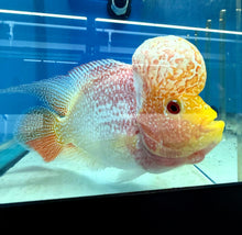 Load image into Gallery viewer, Golden Base Flowerhorn Cichlid (Cichlasoma sp)
