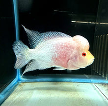 Load image into Gallery viewer, Golden Base Flowerhorn Cichlid (Cichlasoma sp)