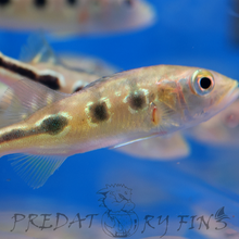 Load image into Gallery viewer, Orinoco Peacock Bass (Cichla orinocensis)