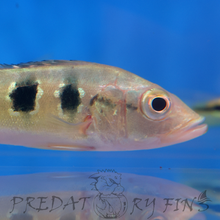 Load image into Gallery viewer, Orinoco Peacock Bass (Cichla orinocensis)