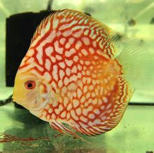 Load image into Gallery viewer, Red Checkerboard Pigeon Discus (Symphysodon aequifasciatus)