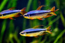 Load image into Gallery viewer, Cherry Red Congo Tetra (Alestopetersius brichardi red / blue)