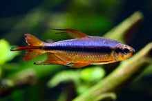 Load image into Gallery viewer, Cherry Red Congo Tetra (Alestopetersius brichardi red / blue)