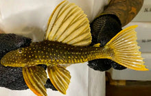 Load image into Gallery viewer, Golden Sailfin Luteus Pleco (Hypostomus luteus)