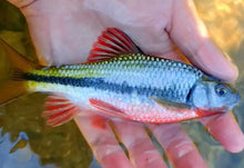 Load image into Gallery viewer, Red Fin Torpedo Barb (Acrossocheilus fasciatus)