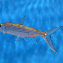 Load image into Gallery viewer, Vittatus African Tiger Fish (Hydrocynus vittatus)