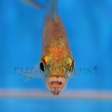 Load image into Gallery viewer, Vittatus African Tiger Fish (Hydrocynus vittatus)