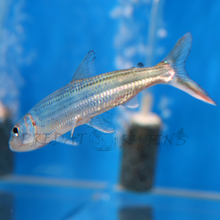 Load image into Gallery viewer, Vittatus African Tiger Fish (Hydrocynus vittatus)