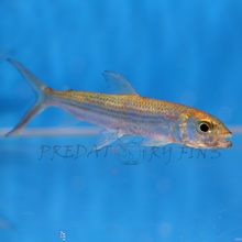 Load image into Gallery viewer, Vittatus African Tiger Fish (Hydrocynus vittatus)