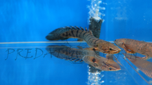 Load image into Gallery viewer, Weeksii Bichir (Polypterus weeksii)