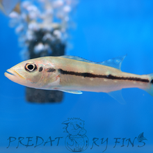 Load image into Gallery viewer, Xingu Peacock Bass (Cichla melaniae)