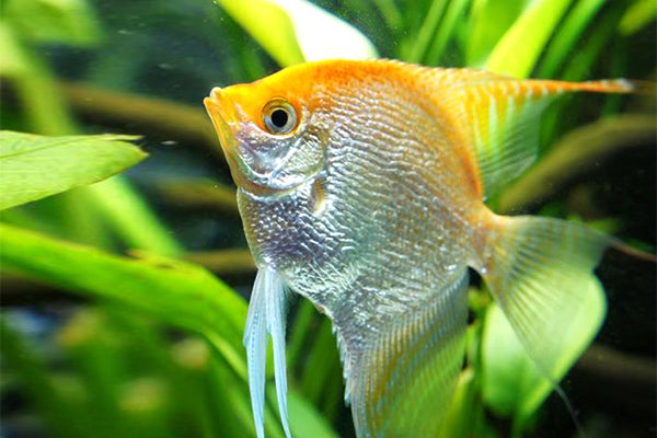 Golden Angelfish (Pterophyllum scalare)