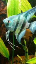 Load image into Gallery viewer, Blue Diamond Angelfish (Pterophyllum scalare sp)