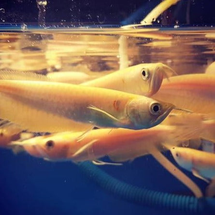 Albino Silver Arowana (Osteoglossum bicirrhosum)