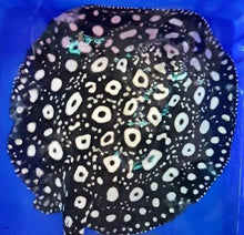 Load image into Gallery viewer, Thousand Island Black Diamond Stingray (Potamotrygon leopoldi)
