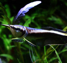 Load image into Gallery viewer, Black Arowana (Osteoglossum Ferreirai)
