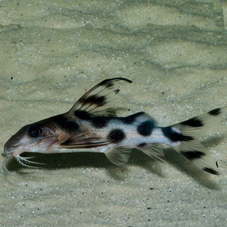 Clown Squeaker Catfish (Synodontis decorus)