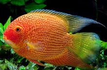Load image into Gallery viewer, Super Red Severum (Heros severus)